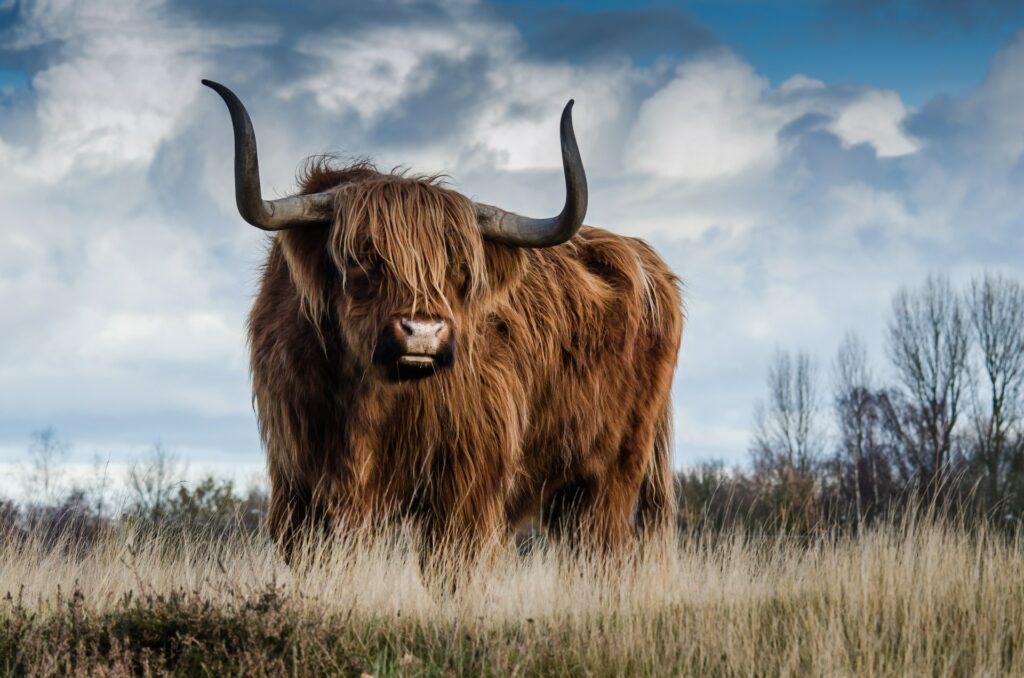 Cattles